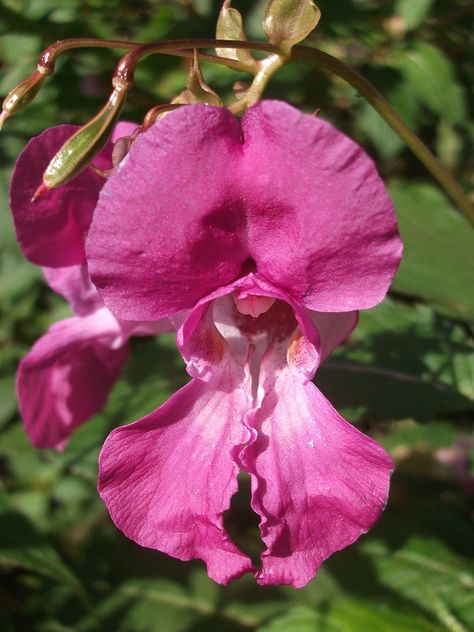 Himalayan Balsam Flower, Himalayan Balsam, Balsam Flower, British Wild Flowers, Flower Identification, West Wales, What Time Is, July 17, Trees And Shrubs