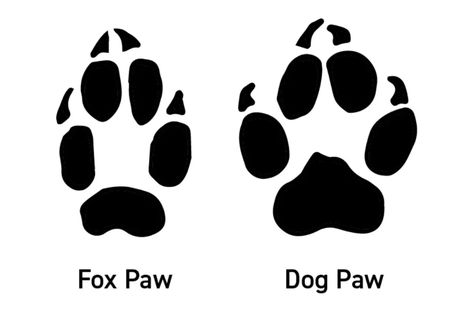 Fox Paw Drawing, Fox Footprint, Therian Journal, Fox Paw Print, Fox Habitat, Coyote Tracks, Fox Paws, 1000 Books Before Kindergarten, Fox Species