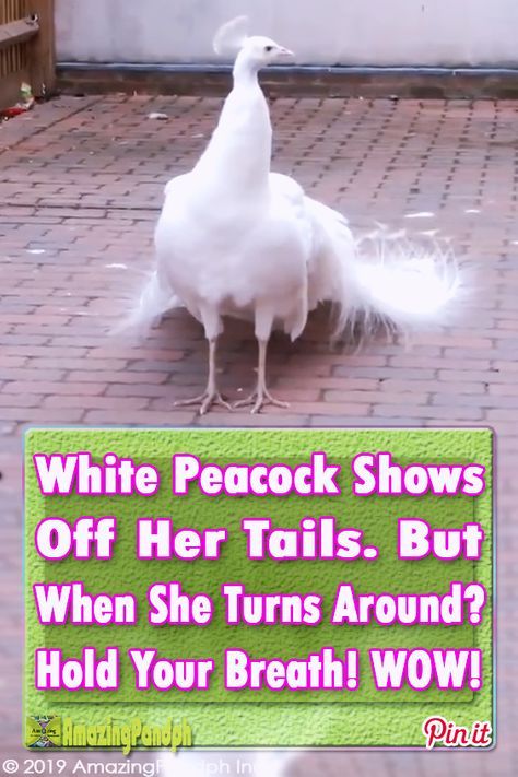 Peacock Pictures, Sangeet Dance, Aesthetic Dance, Choreography Aesthetic, Amazing Animal Pictures, Albino Animals, Step Dance, Wild Animals Pictures, White Peacock