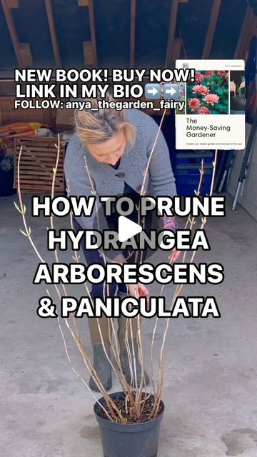 Anya Lautenbach on Instagram: "📣NEW BOOK➡️ORDER NOW! Link in my bio
WHEN AND HOW TO PRUNE HYDRANGEA ‘ANNABELLE’ & PANICULATA 
_______________________________
WHEN TO PRUNE? ⬇️ 
🧚🏻 Early Spring
EXTRA INFO ⬇️
🧚🏻Dry flowers protect your plants from frost, so it is recommended to leave them over winter and start pruning in early Spting
🧚🏻Hydrangea arborescens and paniculata bloom on new wood so dormant pruning does not reduce blossoms. 
TOP TIP!!!⬇️
🧚🏻If you cut your hydrangeas all the way back to the ground, your plants will produce less flowers, but they’ll be very large. 
🧚🏻If you cut back 1/3 of the plant, your hydrangeas will produce more flowers and they will be smaller. I personally prefer smaller blooms on sturdier stems and I only cut back 1/3 of the plant.

If you found th Hortensia Annabelle, Hydrangea Annabelle, When To Prune Hydrangeas, Hydrangea Arborescens Annabelle, Pruning Hydrangeas, Hydrangea Arborescens, Dried Hydrangeas, Hydrangea Paniculata, The Way Back