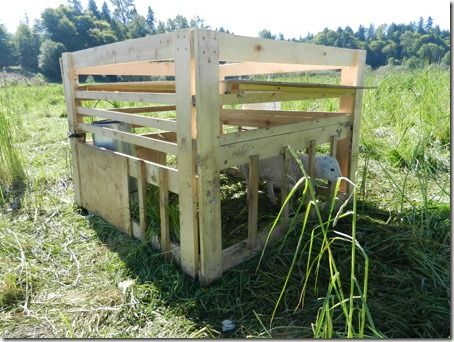 Creep Feeder For Lambs, Creep Feeders For Goats, Lamb Creep Feeder, Livestock Feeders, Keeping Sheep, Goat Feeders, Sheep Feeders, Sheep Shelter, Dorper Sheep