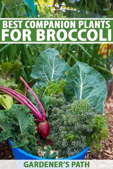 Growing Broccolini Plants, Brocolli Companion Plants, Companion Planting Broccoli, Brassica Companion Planting, What To Plant With Broccoli, Planting Broccoli Plants, Broccoli Companion Plants, Planting Broccoli, Broccoli Garden