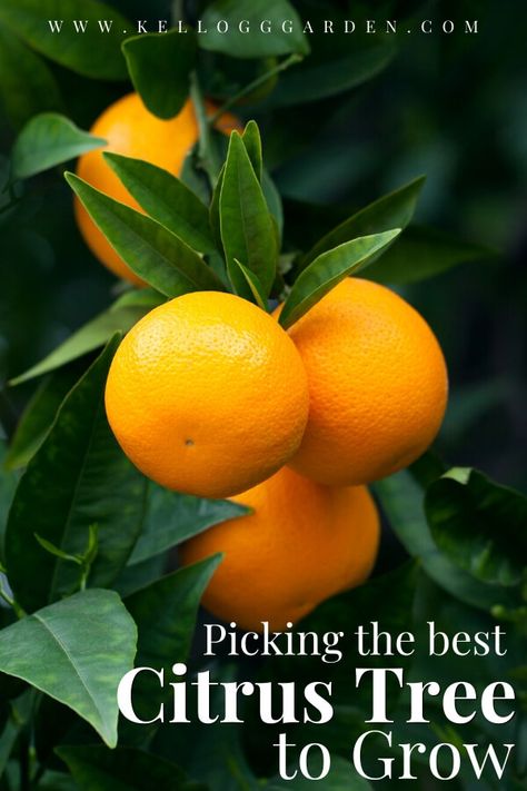 Tips For Choosing A Citrus Tree To Plant | Kellogg Garden Organics™ Orange Peel Tea, Growing Citrus, Citrus Tree, Dried Orange Peel, Citrus Sinensis, Citrus Trees, Beautiful Fruits, Oranges And Lemons, Orange Tree