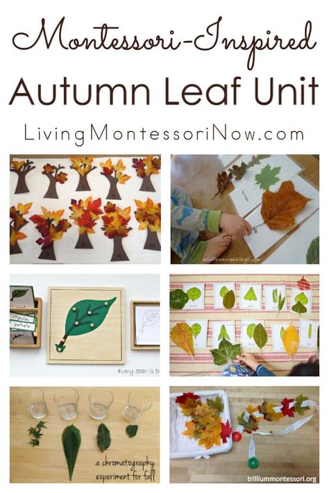 Leaf Activities For Toddlers, Fall Leaf Activities, Fall Leaves Activities, Leaf Activities, Leaf Printables, Montessori Crafts, Montessori Activities Preschool, Montessori Science, Diy Montessori