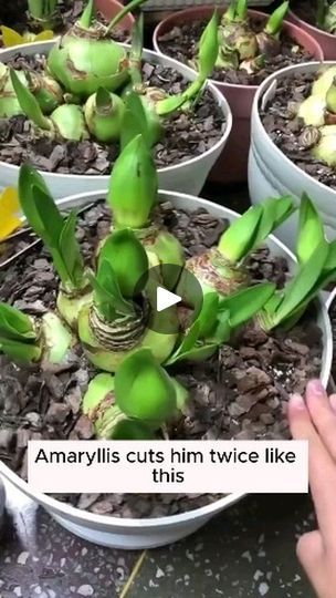 Taking Care Of Plants, Amaryllis Plant, Container Gardening Flowers, Gardening Hacks, Inside Plants, Garden Bulbs, Veg Garden, Succulents Indoor, Growing Seeds