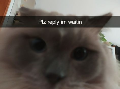 Cat Reply Images, Hi Cat Reaction Pic, Cat Laughing Reaction Pic, Where Did You Go Reaction Pic, Dry Reply Reaction Pic, Please Respond Reaction Pic, Waiting For Reply Reaction Pic, Or What Reaction Pic, Now We Wait Reaction Pic