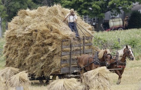 amish babies | Found on cbsnews.com Amish Men, Amish Culture, Plain People, Amish Farm, Farm Scenes, Amish Community, Work Horses, Farm Scene, With My Friends