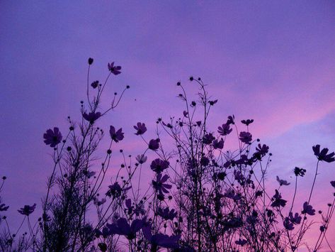 Purple Aesthetic, Purple Flowers, Laptop, Tumblr, Purple, Flowers, Pink, Blue