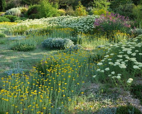 How to plan a dry garden: ideas for plants and landscaping | Homes & Gardens Dry Border Ideas, Planting In Drifts Garden Design, Cyprus Garden Ideas, Dry Garden Landscaping, Dry Garden Ideas, Dry Garden Design, Gravel Border, California Gardening, Dry Gardens