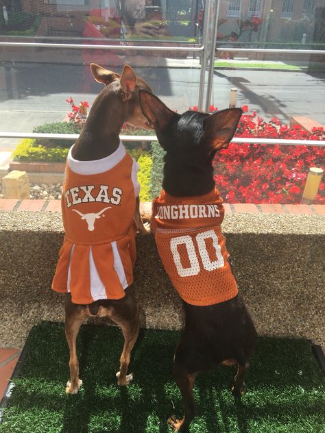 Longhorn Football, Ut Longhorns, Longhorns Football, Hook Em Horns, Cute Cheerleaders, Ut Austin, Min Pin, Texas Longhorn, Dream School