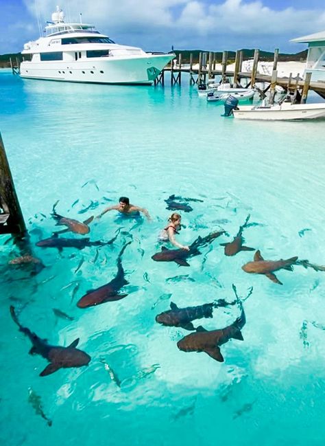 Will you join them? 🦈 📍Bahamas 📸Thiago.lopez #bahamas #bahamastravel #exuma Tiger Beach Bahamas, Atlantis Resort Bahamas, Bahamas Trip, Bahamas Travel, Bahamas Vacation, Nassau Bahamas, Destination Voyage, The Bahamas, Travel News