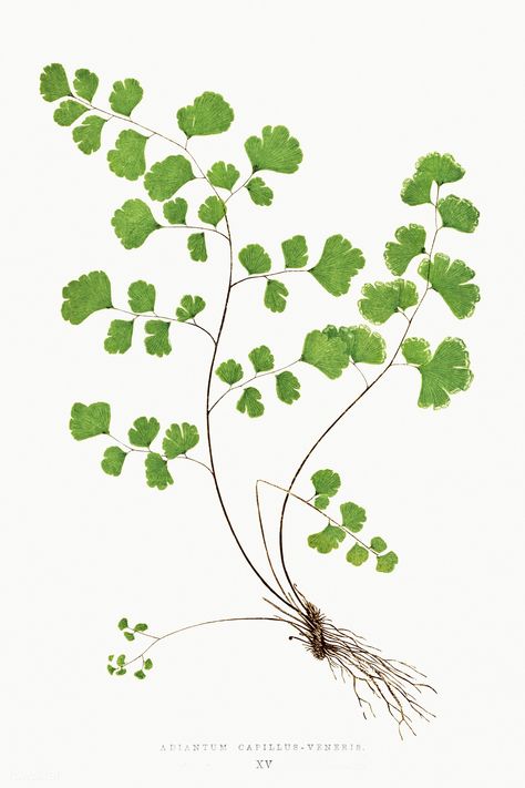 Adiantum Capillus–Veneris (Southern Maidenhair Fern) fern vintage illustration mockup | premium image by rawpixel.com / Donlaya Southern Maidenhair Fern, Adiantum Capillus-veneris, Fern Tattoo, Maidenhair Fern, Wall Decor Minimalist, Green Wall Decor, Leaf Illustration, Illustration Botanique, Fern Leaf