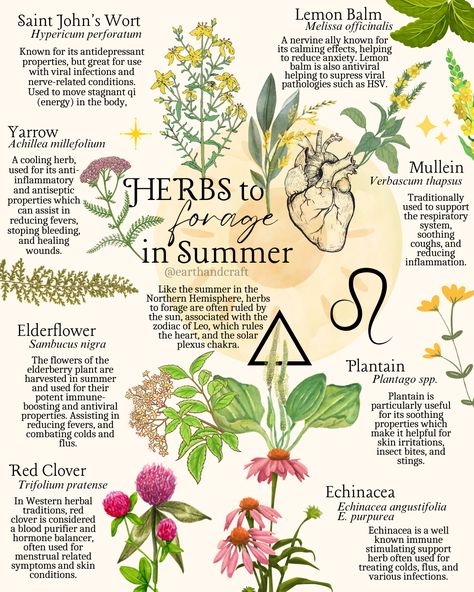 Harnessing the Spiritual Power of Summer: A Journey with Sun-Infused Herbs — Earth and Craft Herbalist Kitchen, Solar Witch, Holistic Herbs, Healthy Liver Diet, Herbal Witch, Herbal Education, Botanical Book, Earth Magic, Health Tea