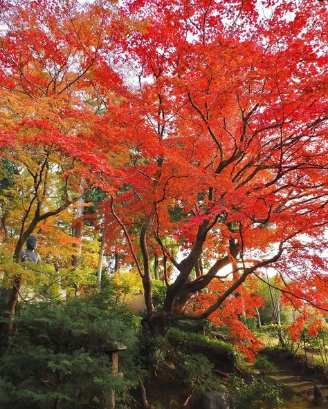 Acer Trees, When To Plant, Maple Trees, Japanese Maple Tree, Japanese Maple, Maple Tree, Art Inspo, Deer, Trees