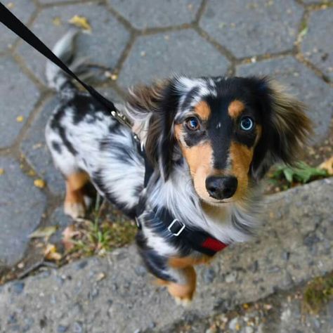 Dachshund Puppy Long Haired, Dapple Dachshund Puppy, Dachshund Breed, Baby Dachshund, Dachshund Funny, Weiner Dogs, Bulldog Francese, Wiener Dogs, Dapple Dachshund