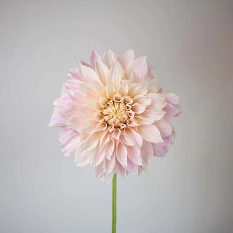 Evening Sun Dinner Plate Dahlia Cremon Flower, Gunni Eucalyptus, Dinner Plate Dahlia, Pink Astilbe, Peach Garden, White Ranunculus, Dahlia Flowers, Evening Sun, Dendrobium Orchids