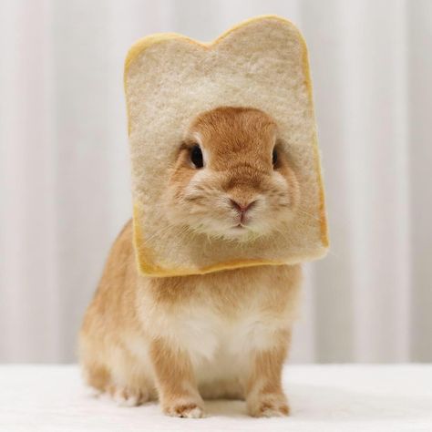 how cute!! #whitebread #bread #breadface #weeklyfluff #dailyfluff #bunny #rabbit Tiny Baby Animals, Carrot Farm, Bunny Bread, Cute Bunny Pictures, Best Friend Challenges, Friend Challenges, Bunny Pictures, Baby Bunnies, Cute Bunny