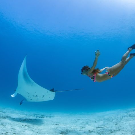 Here's Everything You Need To Know About Snorkeling With Manta Rays In Bali - The Bali Sun Bucket List Activities, Giant Fish, Crystal Bay, Manta Rays, Bali Hotels, Adventure Bucket List, Manta Ray, Scuba Diver, Travel Insurance