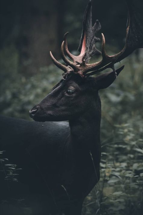 Beautiful Black Deer Black Deer, Pretty Animals, A Deer, Arte Animal, Color Inspo, Animal Planet, Nature Animals, 귀여운 동물, Animals Friends