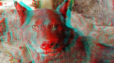 Anaglyph 3d, 3d Anaglyph, 3d Photos, 3d Pictures, Red Glasses, 3d Images, 3d Photo, Goats, Animals