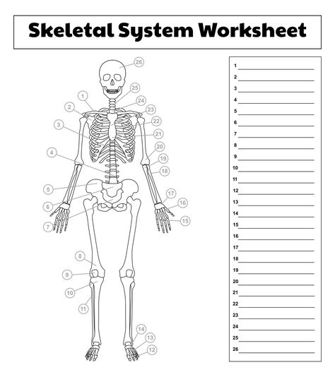 Anatomy Worksheets Printables, Skeleton Diagram, Anatomy Worksheets, Physiotherapy Student, Skeletal System Worksheet, Ipad Display, Muscle Diagram, Anatomy Coloring, Head Muscles