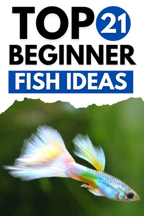 Top 21 Freshwater Fish for Beginners Fish Tank Beginner, Schooling Fish Aquarium, Best Fish For Small Tanks, Small Tank Fish, Fish Tank For Beginners, Small Aquarium Fish, Starter Fish Tank, Cheap Fish Tank Ideas, Community Fish Tank Freshwater