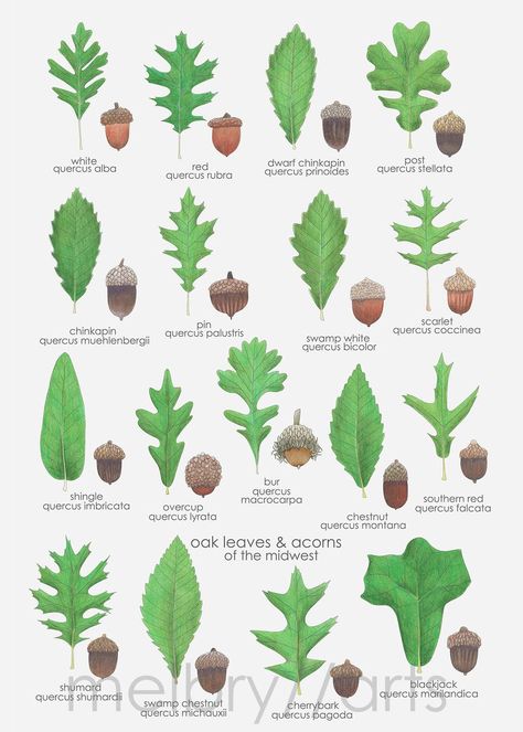 Indiana Native Plant Society (INPS) | I've been dreaming of illustrating the quercus family(one of my faves for months now Oak Leaf Identification, Identify Trees, Tree Leaf Identification, Biology Plants, Leaf Identification, Oak Leaves And Acorns, Tree Identification, Tree Magic, Plants Are Friends