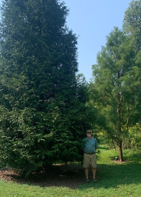 Green Giant - BEWARE Arborvitae Green Giant, Green Giant Western Cedar, Junior Giant Thuja Tree, Green Giant Arborvitae Landscaping Ideas, Thuja Green Giant Landscape Ideas, Green Giant Arborvitae Landscaping, Green Giant Tree, Arborvitae Landscaping, Green Giant Arborvitae