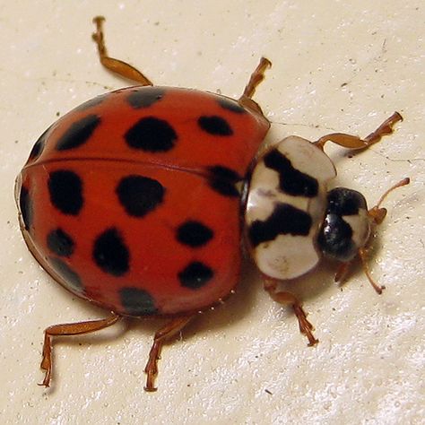 Asian Lady Beetle | Multicolored Asian Lady Beetle - Harmonia axyridis - BugGuide.Net Asian Beetle, Lady Beetle, Beetle Insect, Bugs And Insects, Beetles, Spiders, Art Inspo, Bugs, Insects