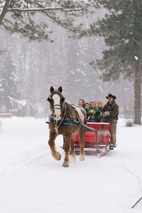 Sleigh Rides In The Snow, Winter Sleds, Winter Picnic, Sled Ride, Morning Ride, Leavenworth Washington, Sleigh Rides, Christmas Lodge, Winter Horse