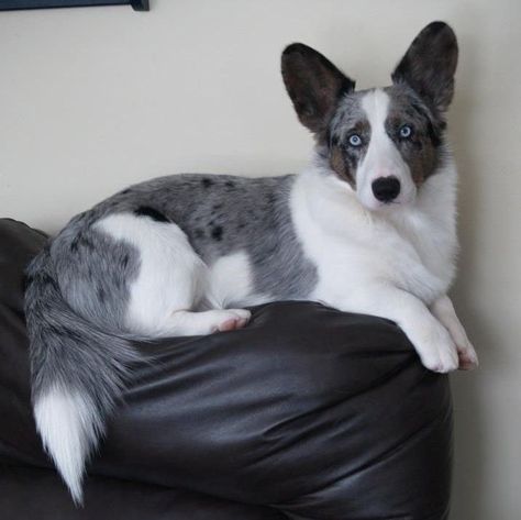 Blue Merle Corgi, Merle Corgi, Cardigan Corgi, Cardigan Welsh Corgi, Pretty Dogs, Blue Merle, Cute Animal Photos, Welsh Corgi, Service Dogs