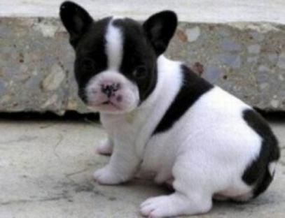 Regalo cuccioli di Pomeranian mini toy White French Bulldog Puppies, White French Bulldogs, Bulldog Puppies For Sale, Bulldog Francese, French Bulldog Dog, Cute French Bulldog, Pug Puppies, French Bulldog Puppy, French Bulldog Puppies