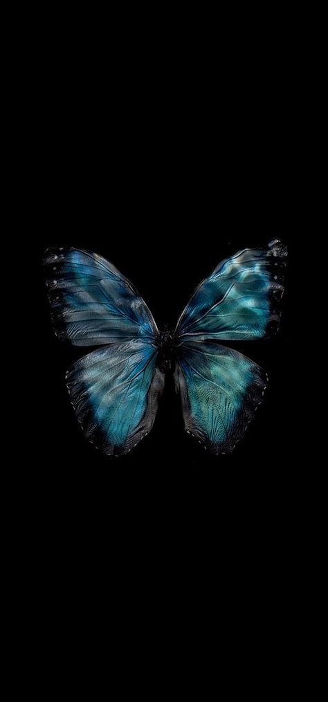 Teal Butterfly Aesthetic, Sapphire Aesthetic Wallpaper, Lock Screen Wallpaper Butterfly, Blue Butterfly Black Background, Call Background Wallpaper, Call Wallpaper, Dark Blue Butterfly, Wallpaper Tumblr Lockscreen, Pretty Dresses Casual