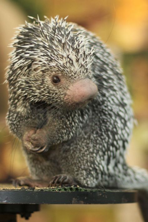 Guess how many quills our amazing Quillow has? 30,000! They actually go all the way up to her nose.This prehensile-tailed porcupine uses its impressive tail to stabilize itself and wrap around branches. The greatest threat to this remarkable species is habitat loss. Prehensile Tailed Porcupine, Porcupine Aesthetic, Brazilian Porcupine, Types Of Bellies, Random Animals, Favorite Animal, Little Critter, Creature Feature, Hedgehogs