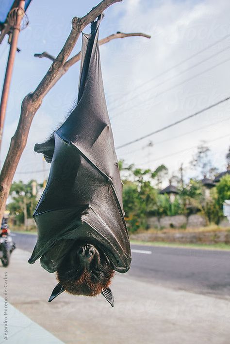 Fruit bat or flying fox (Pteropus vampyrus) hanging of a branch by Alejandro Moreno de Carlos Bat Photos, Fox Bat, Bat Animal, Bat Flying, Hanging Bat, Flying Fox, Bat Tattoo, Fruit Bat, Baby Bats