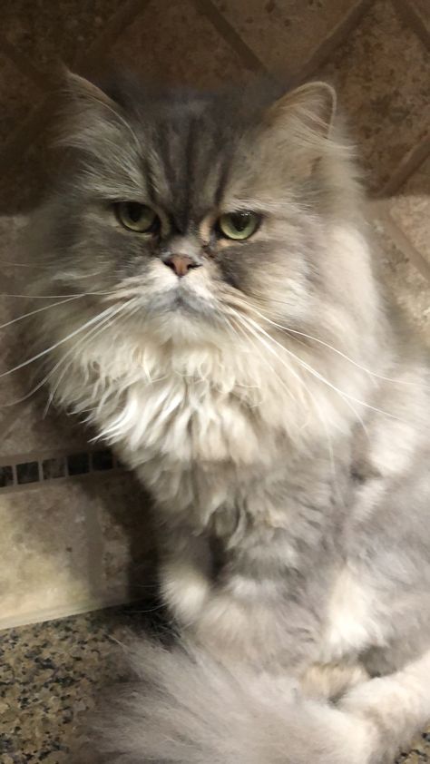 grey Persian kitty Grey Persian Cat Aesthetic, Persian Cat Grey, Grey Persian Cat, Persian Kitty, Cat Grey, Adorable Cats, Persian Cat, My Future, Cat Aesthetic