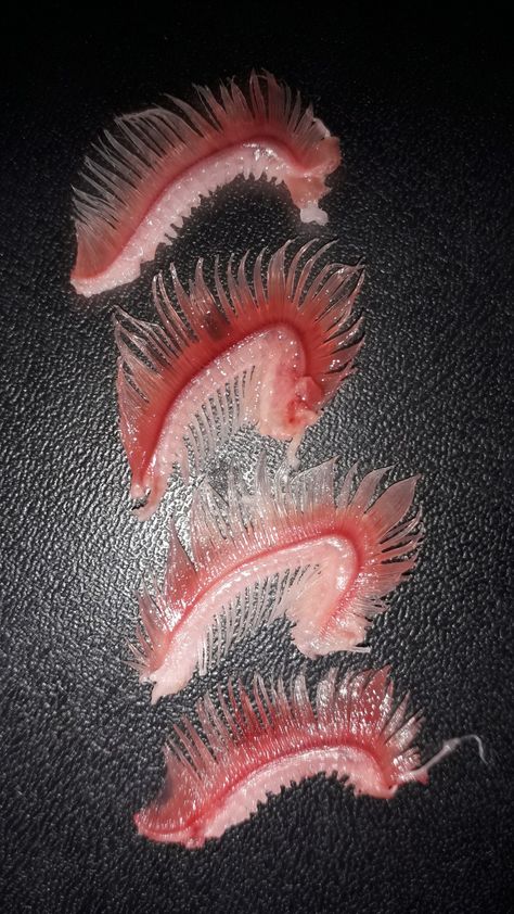 Gills On Neck, Fish Gills, Deep Sea Mermaid, Mermaid Oc, Life In Water, Goblin Shark, Fish Feeding, Living Fossil, Cnidaria