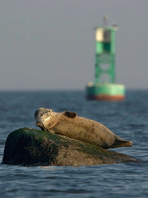 Seal Photography, Comedy Wildlife Photography, Katmai National Park, Nice Teeth, Win Cash Prizes, Funny Animal Photos, Photo Awards, Singing In The Rain, Photography Competitions