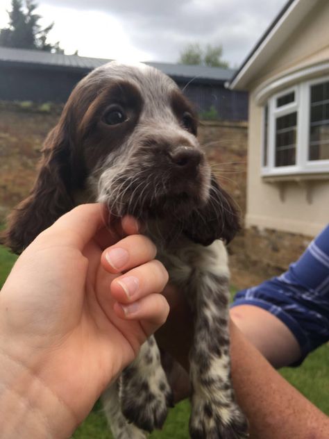 18 Times Springer Spaniels Mixed With Other Breeds, And The Result Was Absolutely Pawsome | PetPress Spaniel Mix Dogs, Sprocker Spaniel Puppies, Dogs Spaniel, Dalmatian Mix, Terrier Mix Breeds, Sprocker Spaniel, Cocker Spaniel Mix, Welsh Springer Spaniel, Rottweiler Mix