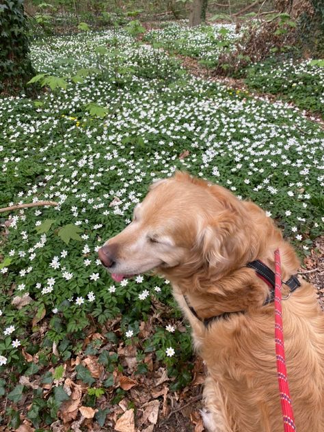 Dog Forest Aesthetic, Behind The Net Stephanie Archer Aesthetic, Walk The Dog Aesthetic, Dog Sitting Aesthetic, Behind The Net Stephanie Archer, Dog Walking Aesthetic, Old Money Dog, Stephanie Archer, Aesthetic Walking