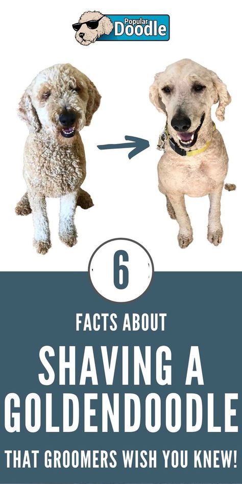 Whether your Goldendoodle was recently shaved or you're considering shaving them in the future, here's what your groomer wishes you knew! Groom A Goldendoodle, Shaved Doodle Haircuts, Golden Doodle Shaved Haircut, Doodle Grooming Tips, Shaved Goldendoodle Haircut, Shaved Poodle Haircut, Shaved Labradoodle, Shaved Doodle, Goldendoodle Teddy Bear Haircut