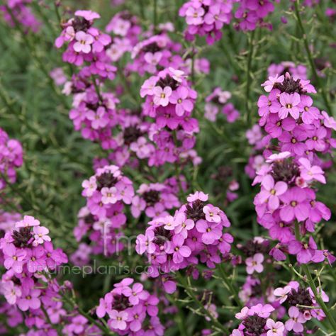 Erysimum linifolium - 'Bowles Mauve' (Perennial Wallflower): Information, Pictures & Cultivation Tips Bowles Mauve, Tarot Garden, Brook Green, Lavender Grey, Grandmas Garden, Future Garden, Wheel Of Fortune, Pink Lavender, Plant Pictures