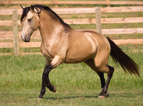 Buckskin Clothing, Buckskin Horse, Horse Artwork, Andalusian Horse, All About Horses, Sport Horse, Horse Saddles, Horse Coloring, Early American