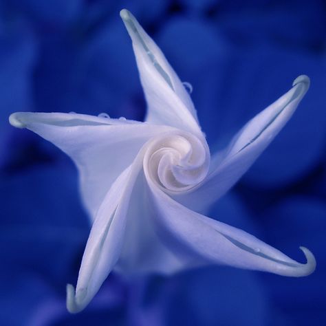 Blue Moon Lily Unfurling Moon Lily, Sea Floor, Moon Garden, Amazing Pics, Flower Clipart, Lily Flower, Hummingbirds, Blue Moon, Local Artists