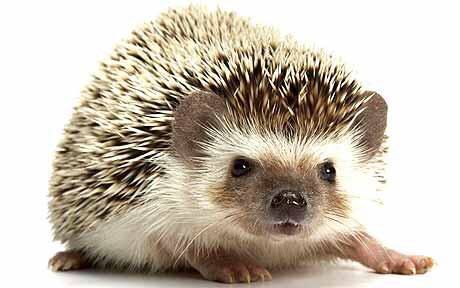 Here's another nice lookin headchog Hedgehog Standing, Hedgehog Care, Landak Mini, Pygmy Hedgehog, Funny One Liners, Hedgehog Pet, Edinburgh Festival, Baby Hedgehog, Cute Hedgehog