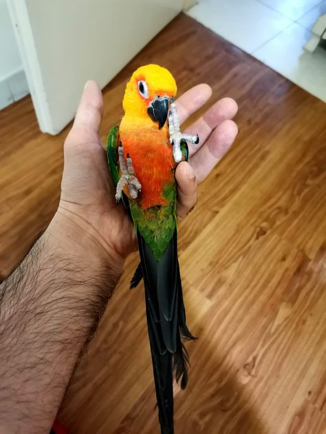 Jenday Conure