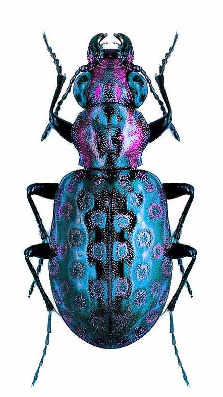 Elaphrus sp Beetle Art, Cool Insects, Insect Tattoo, Beetle Insect, Insect Collection, Cool Bugs, Bug Art, A Bug's Life, Beetle Bug