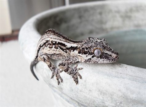 gargoyle gecko Gargoyle Gecko Morphs, Gecko Morphs, Gargoyle Gecko, Lizard Dragon, Crested Geckos, Lizard Tank, Baby Skunks, Reptile Terrarium, Cute Reptiles