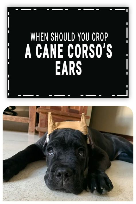 When Should You Crop A Cane Corso’s Ears Cane Corso Puppy, Cane Corso Puppies, Corso Dog, Cane Corso, Dog Behavior, Dog Care, Veterinarian, Puppy Love, Puppies