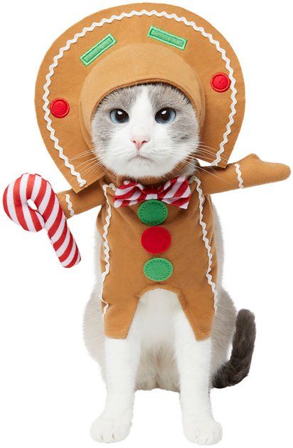 Buy Frisco Front Walking Gingerbread Dog & Cat Costume, X-Small at Chewy.com. FREE shipping and the BEST customer service! Dog Lockscreen, Gingerbread Dog, Cat Mad, Dog Kawaii, Dog Christmas Pictures, Candy Costumes, Candy Buttons, Dog Crochet, Kawaii Christmas